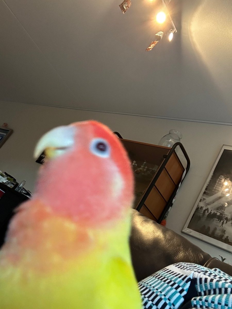 oligogirl's tweet photo. #Apaperaday with Yuzu before going on a 2 week trip to visit @N1Collaborative @OTSociety and @SickKidsNews meetings. Today's pick is a premonition to my @OTSociety #OTS2024 keynote lecture: a reflection on exon skipping therapy development by @AGoyenvalle DOI: 10.1039/d4md00394b https://t.co/RvU7mjb8iR