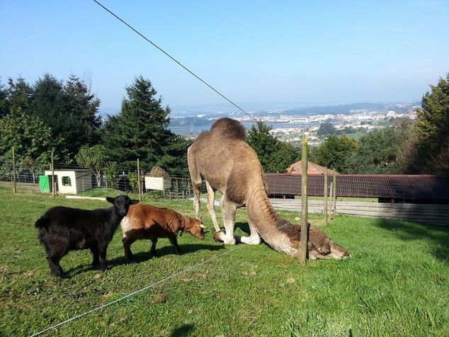 DigitalNeda's tweet photo. Los lobos matan un poni en la granja escuela Belelle de #Neda. El responsable comenta que el ataque ocurrió el lunes. No es el único damnificado, ya que otros propietarios refieren dos ataques con anterioridad que diezmaron una manada de cabras y ovejas https://t.co/RsIPiQjCEo