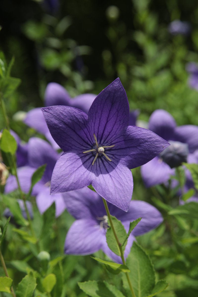 gontanokoneroku's tweet photo. Balloon flower 😁 

#Photography #Platycodon #BalloonFlower https://t.co/Kd1hKMWkbf
