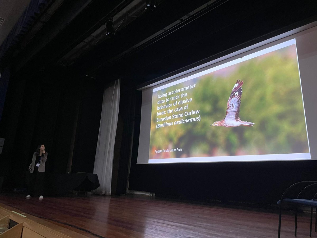 To start the second panel of the day, Ángela Villar will present her work with accelerometers to study the behaviours of eurasian stone-curlew!