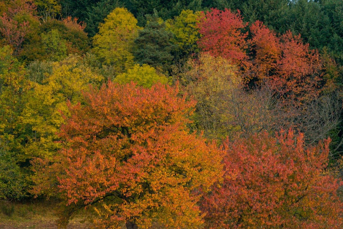 L'automne s'installe doucement 🍁
Profitez des paysages du Nord-Ardèche pendant une rando  !
🌿Nouveauté ! Nos randos sont sur l'application gratuite #randomontsdardeche ! Partez en randonnée, hors connexion, en toute sérénité.

 bit.ly/RandosArdècheG…
📷 Lucile Ortega, OT AGA