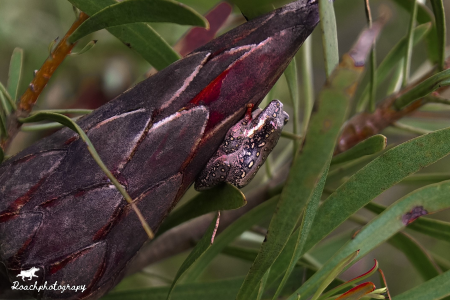 Why are frogs so happy? They eat whatever bugs them. 😊 #roachphotography #frog #frogphotography #amphibians #fynbos #wildearth #safari #wildlife  #wildlifephotography #naturephoto #picoftheday #animals #wildanimals #wildanimalphotography #Wanderlust  #blupebblestours