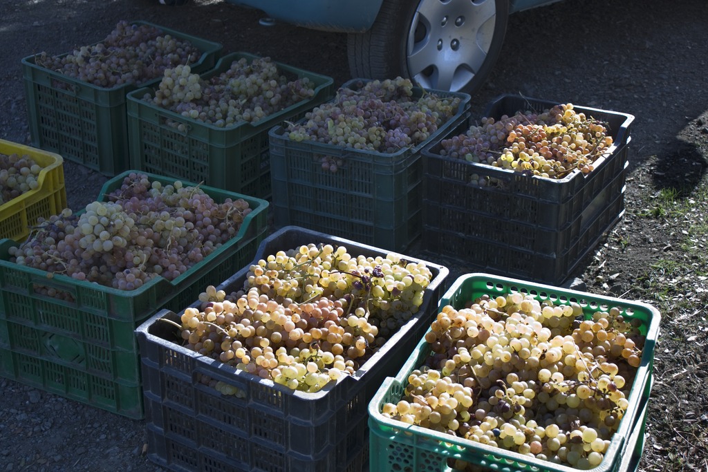IAPHpatrimonio's tweet photo. 🍇En esta época se celebran en #Andalucía fiestas relacionadas con el #mosto, como la de #Atajate
Descubre en el Tesauro del Patrimonio Histórico de @IAPHpatrimonio @CulturaAND términos relacionados con su proceso de elaboración como garrafa, trasiego,...
https://t.co/OW1ZbnqyyA https://t.co/3p7ceNa2T0