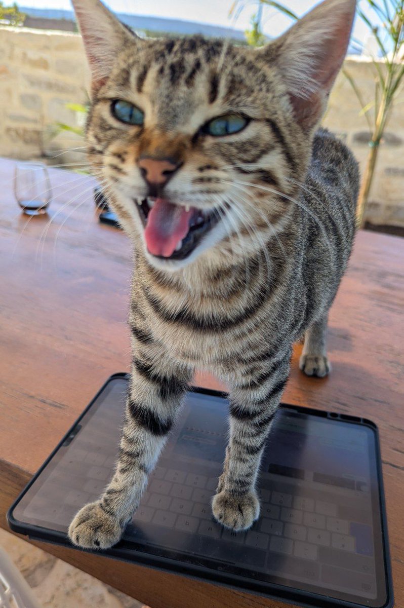 FOXBANE 🌙 tweet media