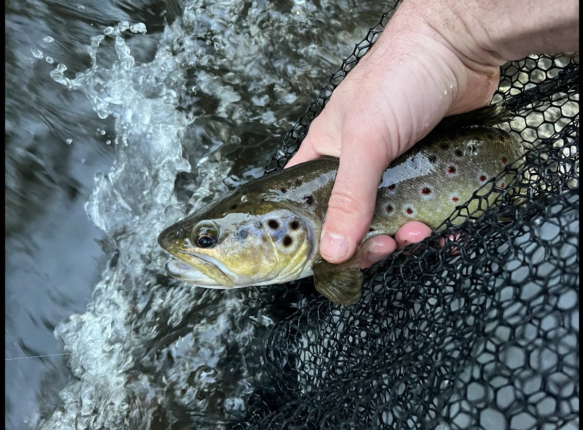 Great southern brown