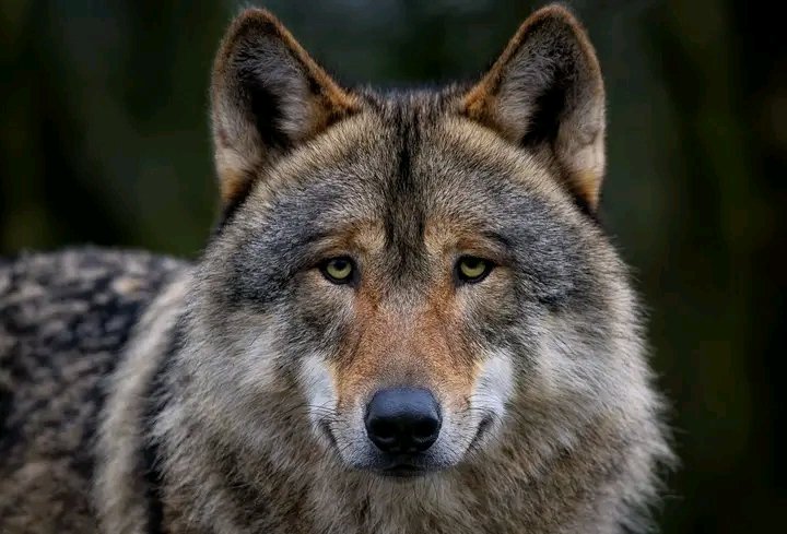 Wolf_lover_c's tweet image. #wolf