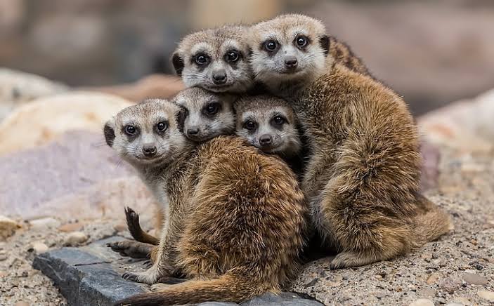 FascinatingWow5's tweet photo. Best example of family love.
#love
#family
#adorable https://t.co/EhovTyQnOF