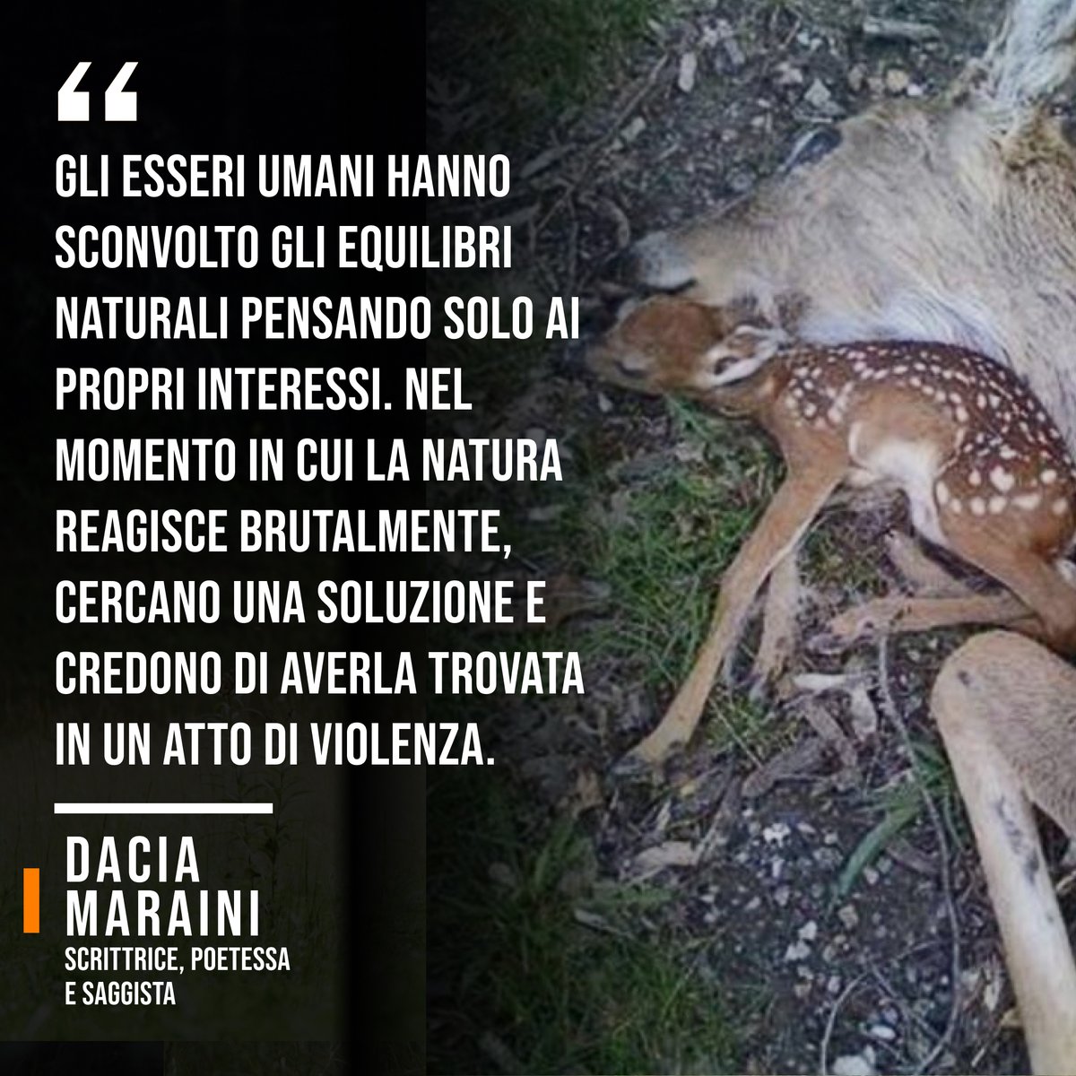 LAV_Italia's tweet photo. Fra pochi giorni i cervi condannati a morte da @Regione_Abruzzo potranno essere colpiti a sangue freddo dai fucili dei cacciatori! Oggi noi di #LAV siamo auditi al Consiglio Regionale d’Abruzzo chiedendo la sospensione dell’ordinanza di uccisione e soluzioni non cruente!👇 https://t.co/nNcZAAkNO2