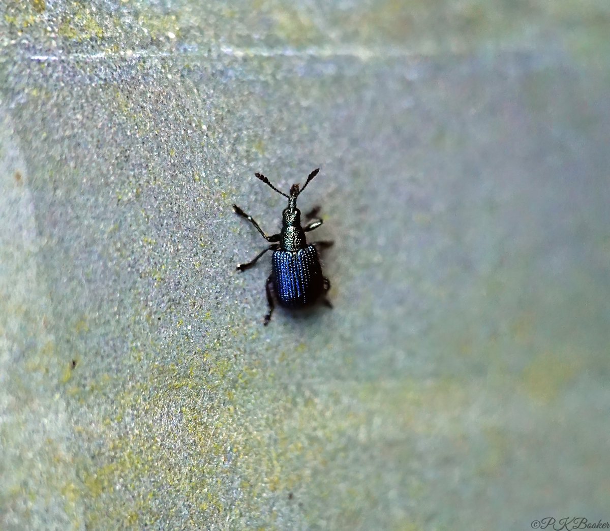 'PK' 🏳️‍🌈 tweet media