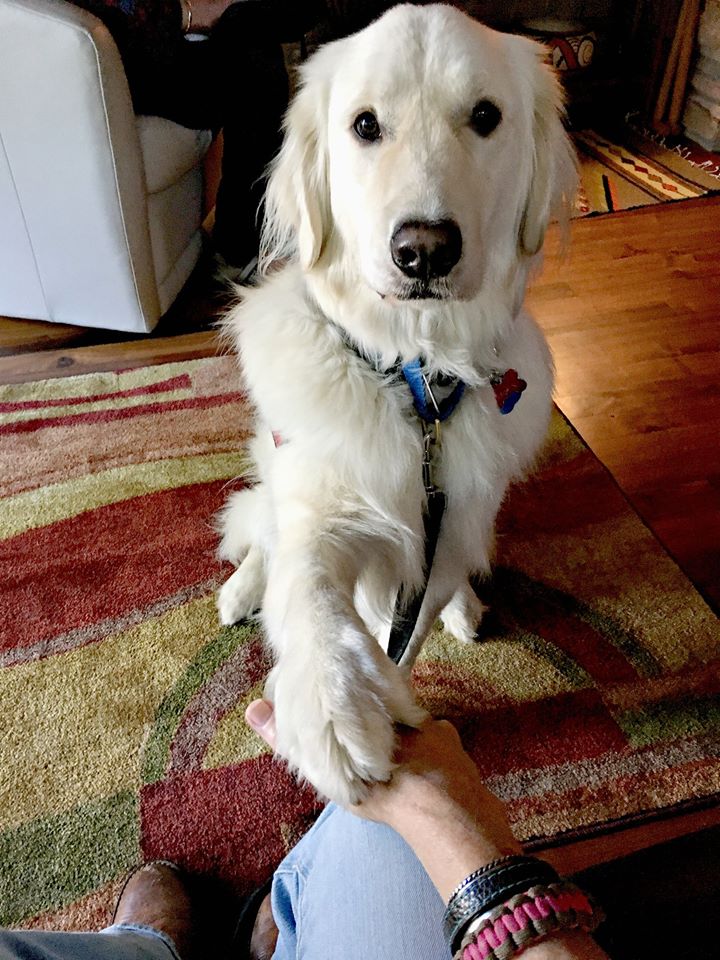 sampson_dog's tweet photo. 📢 VOTING DAY 25 REMINDER       

Only 6 more days of voting!  Down the home stretch!

https://t.co/L4VMWgytLx

Mom says that one of the most miraculous feats demonstrated by a service dog is the ability to sense a particular medical crisis both before it occurs and before the dog’s handler is aware that such a crisis is imminent. When sensing an impending medical crisis, the dog will communicate this to his or her handler. This is critical to the handler's safety and well-being. We service dogs, that have this ability, are referred to as Medical Alert Dogs.

Three typical alerts are:

Paw – This is by far the most common alert behavior. It is easy to teach and the dogs can do it from any age. Another benefit of pawing as an alert is it is discreet and can be done when the dog is still laying down, minimizing the disruption to those around you. The paw during medical alert is very different than the typical paw presented by a pet dog seeking attention.

Nudge –  The dog nudges your hand or pokes your leg.

Bringsel – A bringsel is a stuffed cylinder or a tab that the dog holds in their mouth. It can be velcroed onto someone’s beltloop or it can hang on the dog’s collar, depending on the need. The benefit to a bringsel is it is extremely distinct – the dog only holds it when it is alerting.

I know all three and use them in different situations. I never alert Mom in the lab with a nudge, as it might cause a chemical spill. So I would use a bringsel. But during every day, I would use a paw or a nudge. Sometimes I would simply place my head in her lap and look up. MY expression told Mom that she needed to take action - that might mean taking a break, sitting down be fore she passed out, leaving a setting, or taking medicine. 

These alerts kept her safe, she could take care of her medical needs before they became critical, and she could continue being effective in her job, and living a happy, healthy, and independent life!

Thank you for your continued support in voting in for Sampson in the Service Dog category for the @AmericanHumane @HeroDogAwards!
