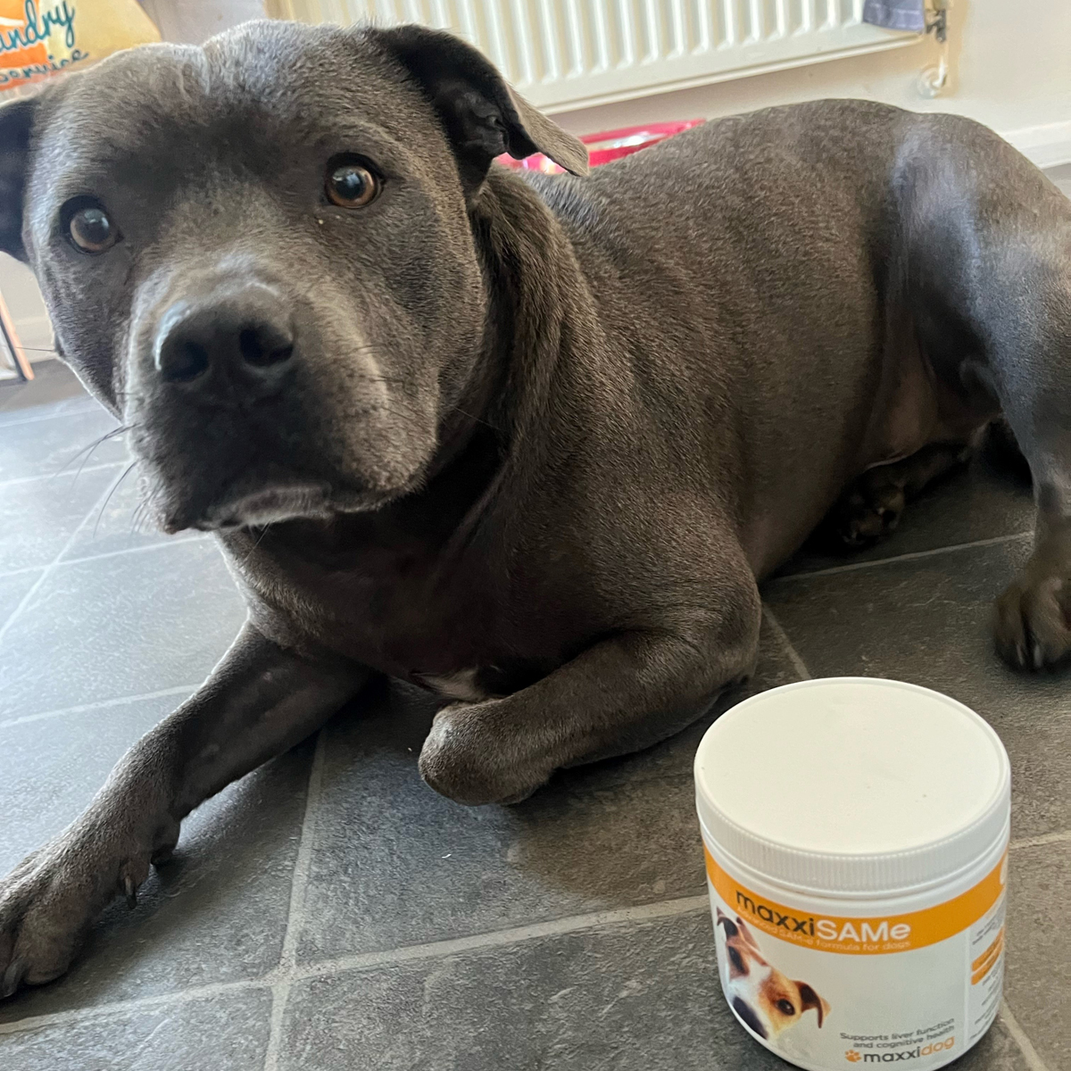 maxxipaws's tweet image. Too good and Shankly too cute to not share his story amzn.to/3Y7JHp2 #maxxiSAMe #liversupportfordogs #dogliverhealth #samefordogs #maxxiSAMereview #dogshealth #canineliverhealth #dogMMM #caninehealth #dogliversupplement