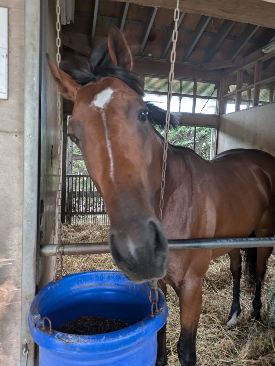 レイデオロ - Search / X