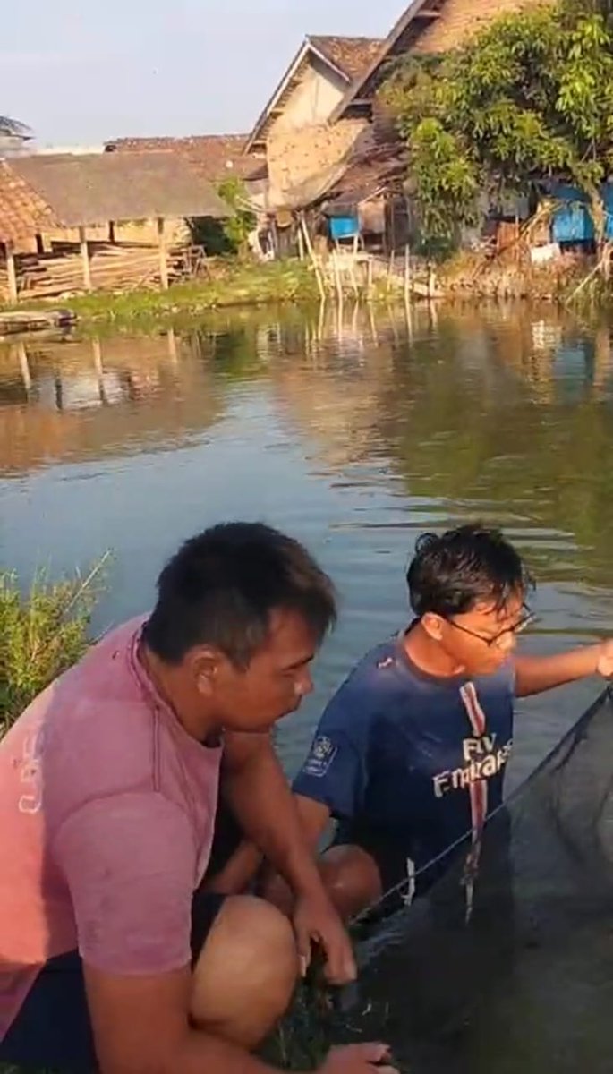 Desuneti1's tweet photo. Senin (09/09/2024), Panen Benih Patin 15.000 benih uk. 1,5 inch kg harga Rp. 175,- pada POKDAKAN Taruna Usaha Kreatif Desa Karang Binangun Kec. Belitang Madang Raya OKU Timur Panen #GiatLuhkanSatminkalBRPPUPP #BPPSDMKP #panen #luhlapor #luhkan_OKUTimur https://t.co/bTG1uD4ZvN