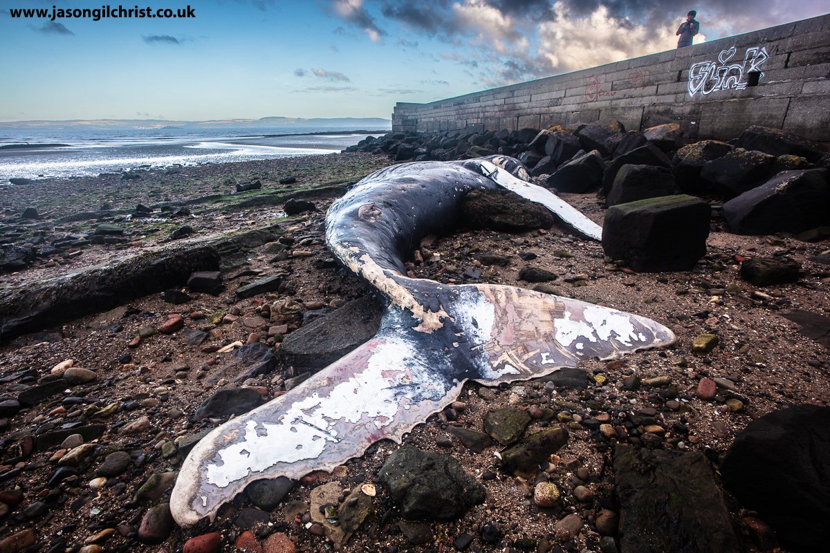 Jason Gilchrist (@jgilchrist13) on Twitter photo <a href="/strandings/">SMASS</a> <a href="/whalesorg/">Whale and Dolphin Conservation (WDC)</a> <a href="/labmammalgroup/">LaBMammalGroup</a> <a href="/Mammal_Society/">Mammal Society</a> <a href="/NatureScotSouth/">NatureScotSouth</a> <a href="/NatureScot/">NatureScot</a> <a href="/EdinburghNats/">ENHS</a> <a href="/edinburghpaper/">Edinburgh Evening News</a> <a href="/TheScotsman/">The Scotsman</a> <a href="/ScotsMagazine/">ScotsMagazine</a> Yesterday, I revisited the dead whale.
Humpback whale.
Megaptera novaeangliae.
Silverknowes, Edinburgh, Scotland.
By Firth Of Forth.
Subadult ♂️ but still massive (length ~ 9.6m).
#DeadWhale #HumpbackWhale #Megapteranovaeangliae #whale #cetacean #stranding #Edinburgh #Scotland <a href="/strandings/">SMASS</a> <a href="/whalesorg/">Whale and Dolphin Conservation (WDC)</a> <a href="/labmammalgroup/">LaBMammalGroup</a> <a href="/Mammal_Society/">Mammal Society</a> <a href="/NatureScotSouth/">NatureScotSouth</a> <a href="/NatureScot/">NatureScot</a> <a href="/EdinburghNats/">ENHS</a> <a href="/edinburghpaper/">Edinburgh Evening News</a> <a href="/TheScotsman/">The Scotsman</a> <a href="/ScotsMagazine/">ScotsMagazine</a> Yesterday, I revisited the dead whale.
Humpback whale.
Megaptera novaeangliae.
Silverknowes, Edinburgh, Scotland.
By Firth Of Forth.
Subadult ♂️ but still massive (length ~ 9.6m).
#DeadWhale #HumpbackWhale #Megapteranovaeangliae #whale #cetacean #stranding #Edinburgh #Scotland