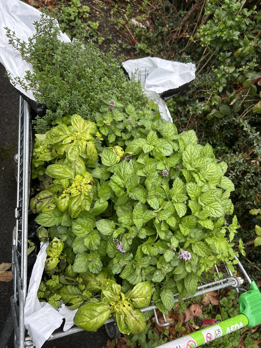 Gardeningoasis1's tweet photo. This weeks harvest https://t.co/FTIi2ZnDxc