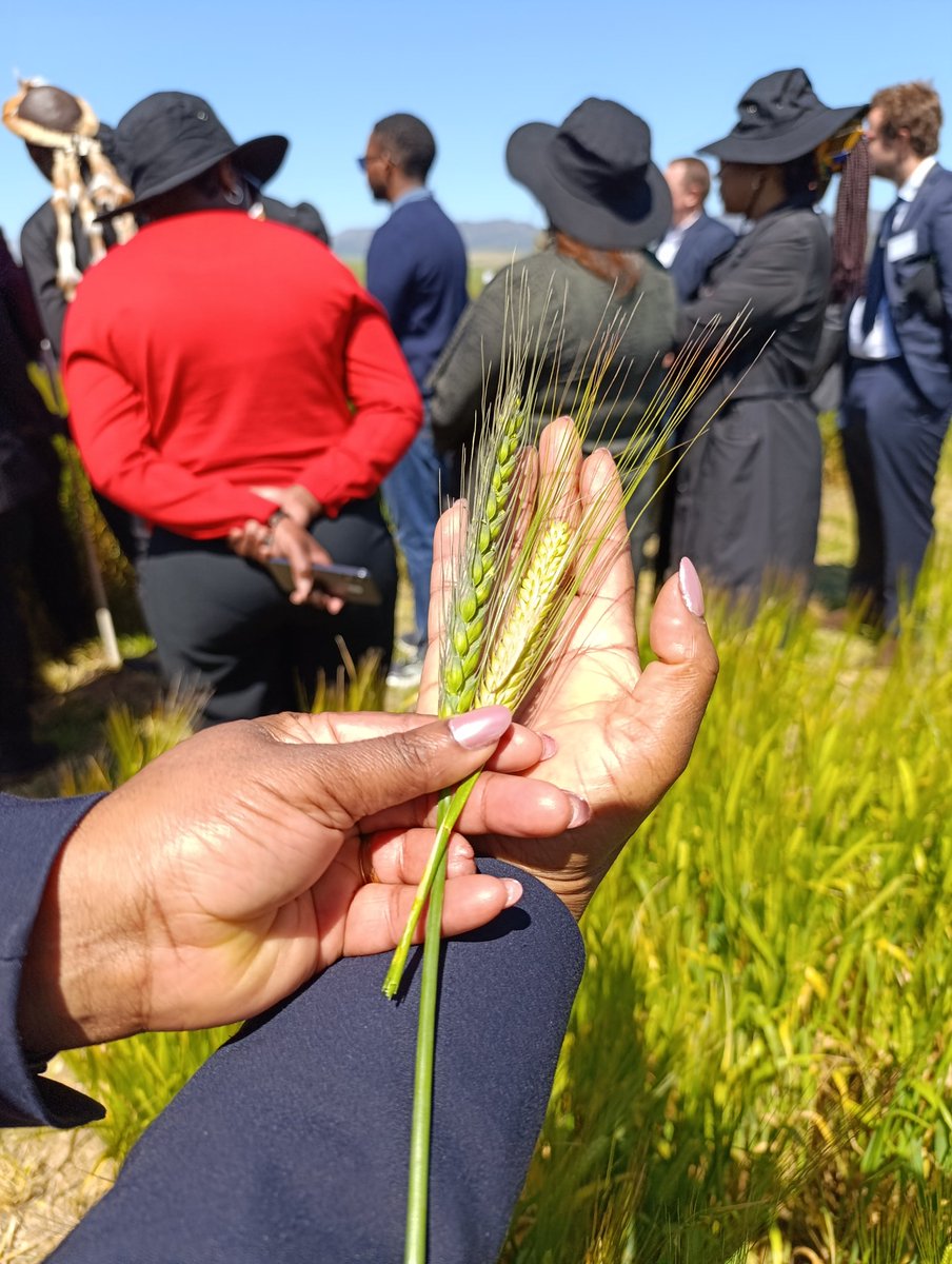 Glenneis's tweet photo. Close-up: Guess which is barley and which is wheat? @FarmersWeeklySA @SABreweries @DOAgov_ZA @WCGovAgri https://t.co/Q7LLcdEI2l