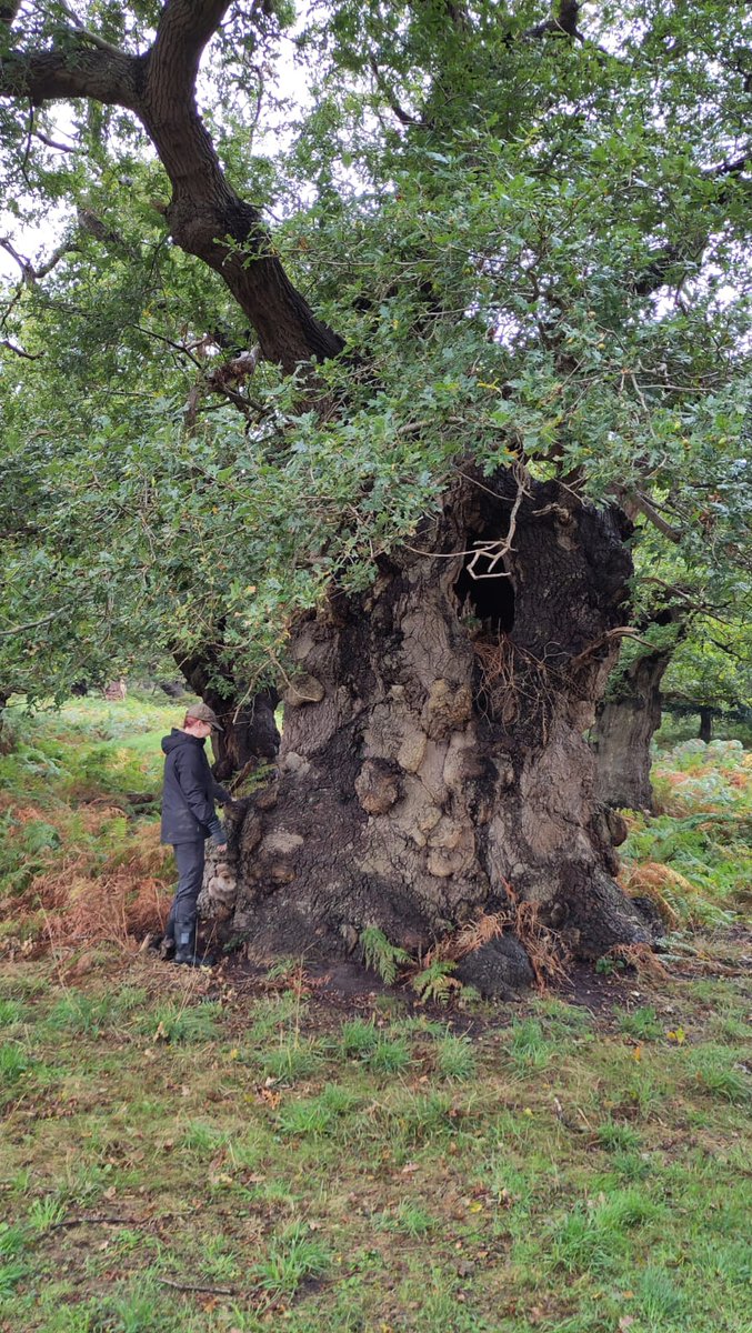 RabbleChorus's tweet photo. Time off work to attend the Ancient Tree Forum field trip to Staverton this morning &amp; meet some near 1000 year old oaks. Hearing lots of concern from the tree warden, pathogen, pollution &amp; climate change putting them at risk now, he's seen decline in last 5/10 years. https://t.co/fn5IEBTaQX