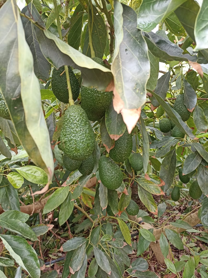 IMAD EN.NAAMA (@imad199h) on Twitter photo 