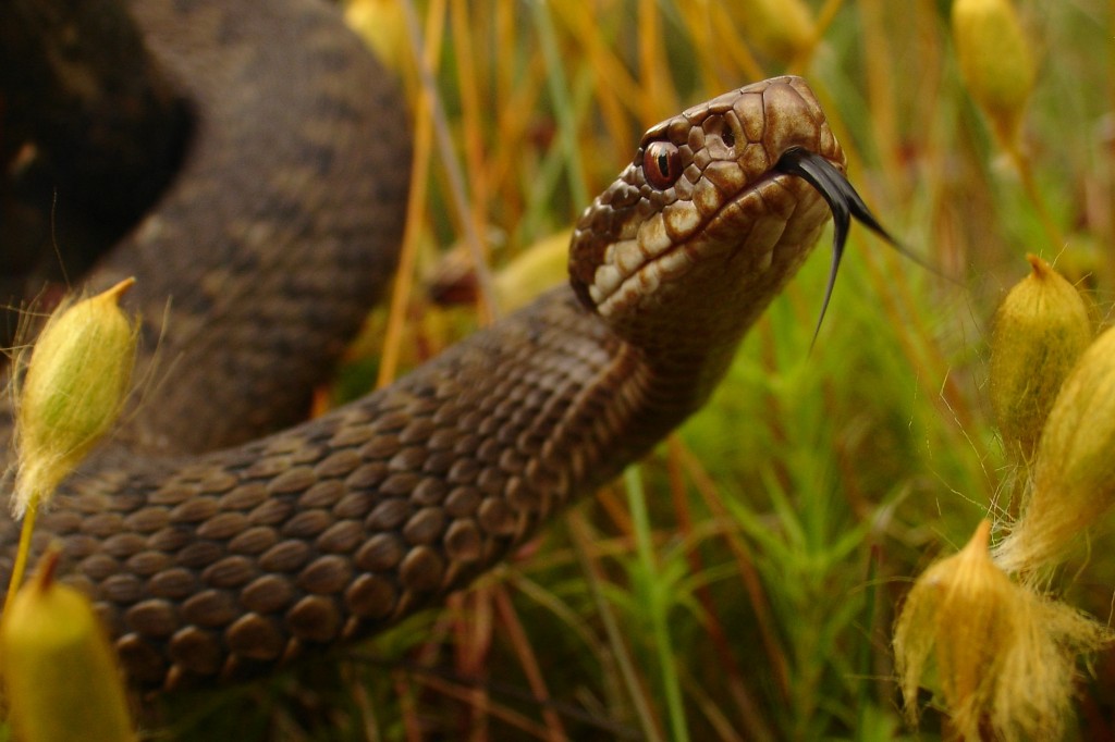 froglifers's tweet photo. A new study by @ZSLScience, @Cambridge_Uni and Froglife highlights important implications for conservation of translocating adders: https://t.co/0XJ25i2RHy https://t.co/yPGx6VoObS