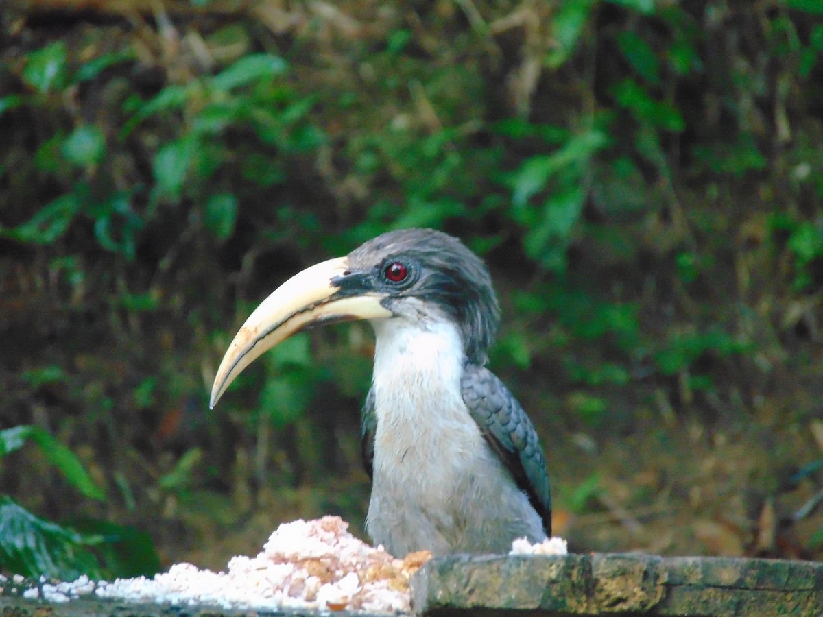 ProtectorsTrust's tweet photo. The endemic "Sri Lanka Grey Hornbill" in Pitadeniya, Sinharaja

https://t.co/KnkD1QKJsC

#greyhornbill #srilankadaily #bird #birdlovers #birdphotography #birds
#naturephotography #naturelovers https://t.co/kbBpqf26Jv