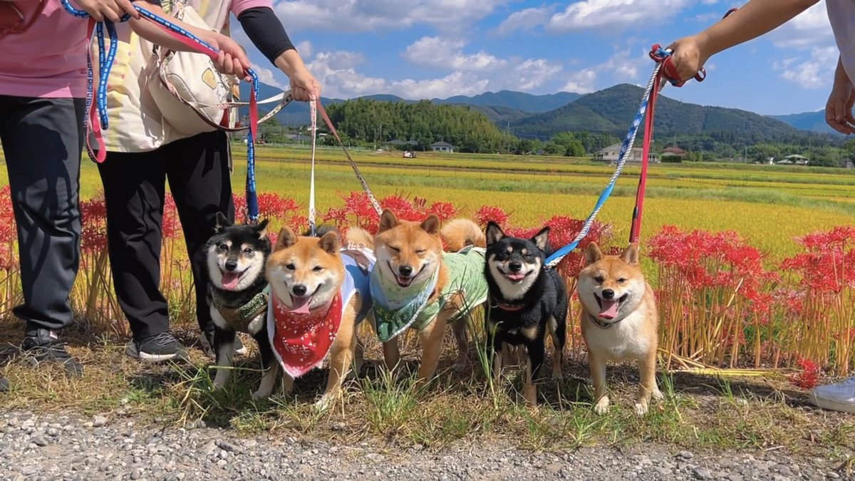 ヒガンバナ見に行ってきたよ！