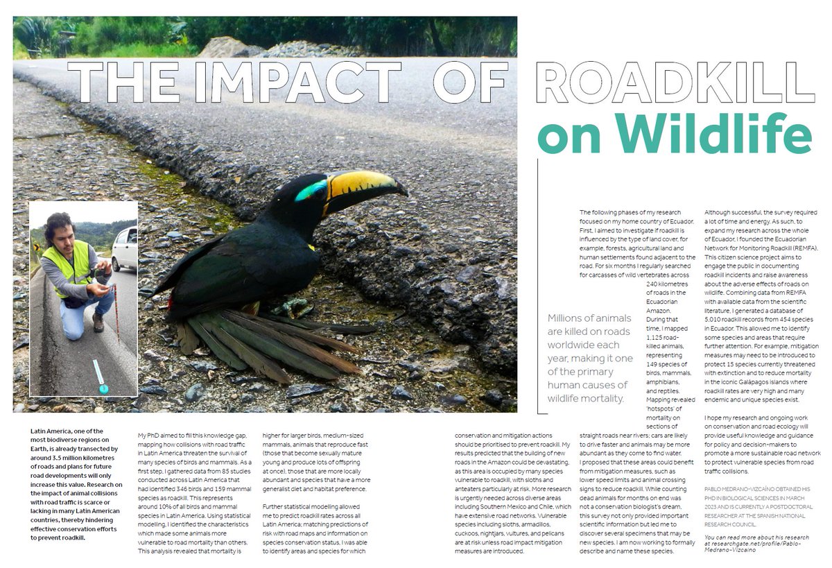 UniRdg_PhD's tweet image. 🦥 PhD research by @pmedranoviz @ReadingBioSci investigated how roadkill impacts wildlife. As well as identifying hotspots, he also founded the Ecuadorian Network for Monitoring Roadkill @Remfa_Ec to improve data collection and awareness. Discover more at bit.ly/DRHighlights23