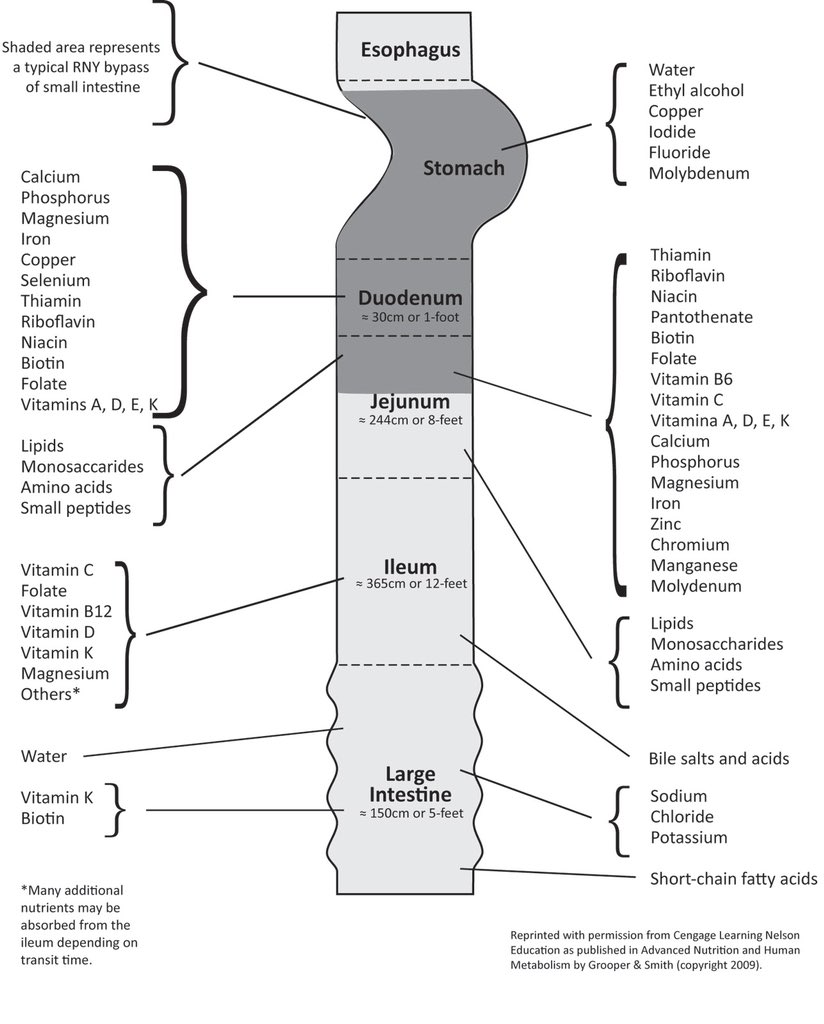 NutrioSci's tweet image. Where are Nutrients Absorbed?

#Nutrition #nutrients #MedEd #MedX