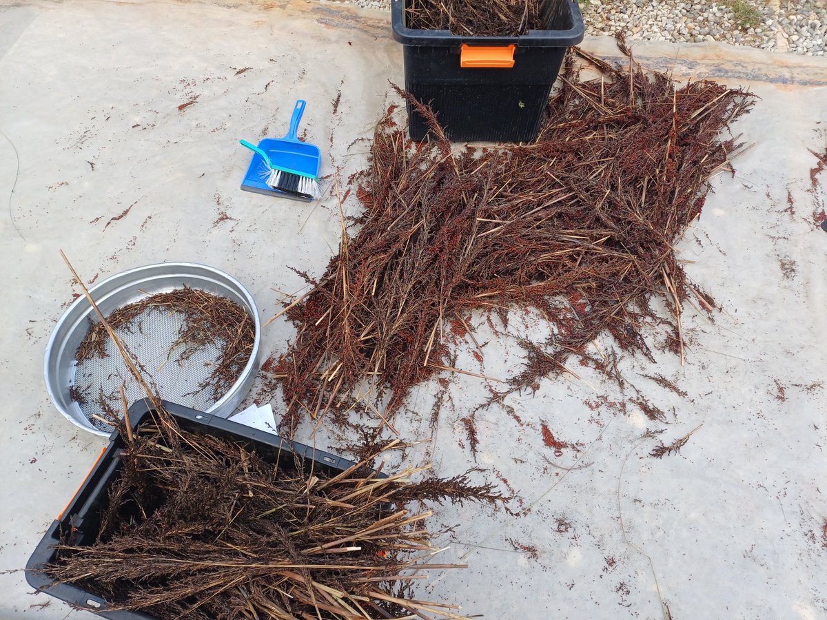 How great do the seed heads look from the red-fruit saw-sedge (Gahnia sieberiana)? These plants are a tussock-forming sedge and are the food-plant for the caterpillars of many of our native butterflies. 
 seedingvictoria.com.au