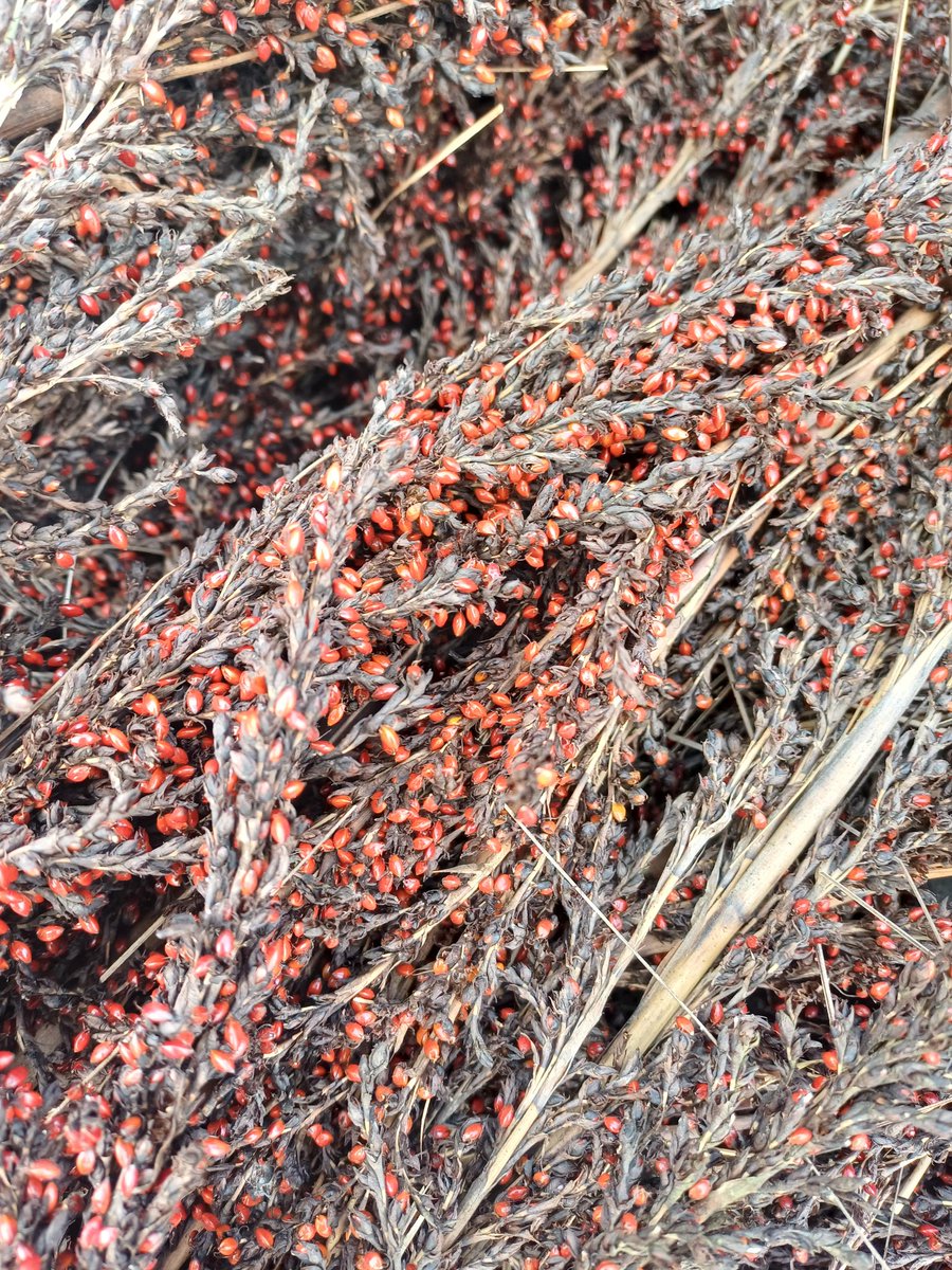 Seeding Victoria tweet media