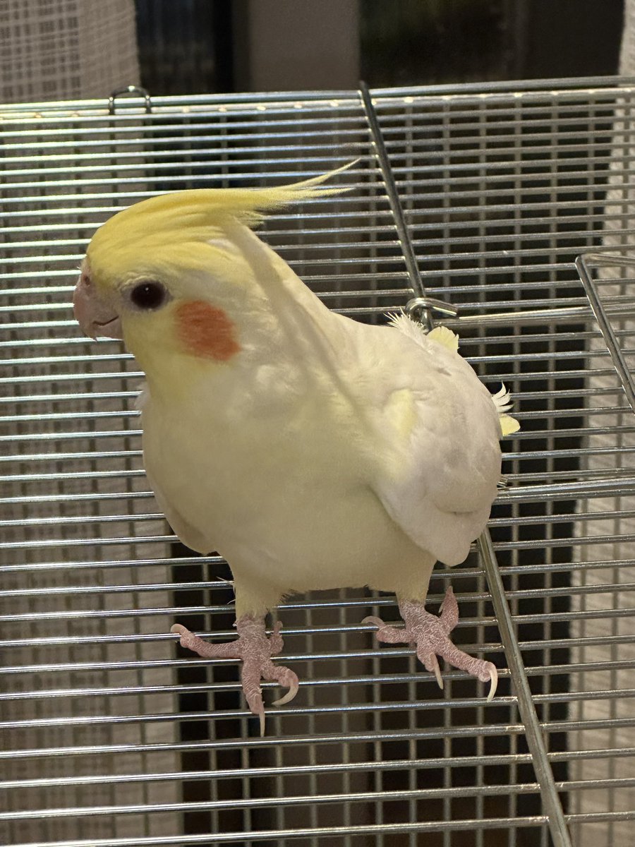 #迷い鳥
#オカメインコ

宗像市自由ヶ丘南にて迷子になっています。
特に喋る事はありませんが、人懐っこいです。
なんでも良いので情報おねがいします。
ルチノー(黄色)で目が赤みがかっています。
