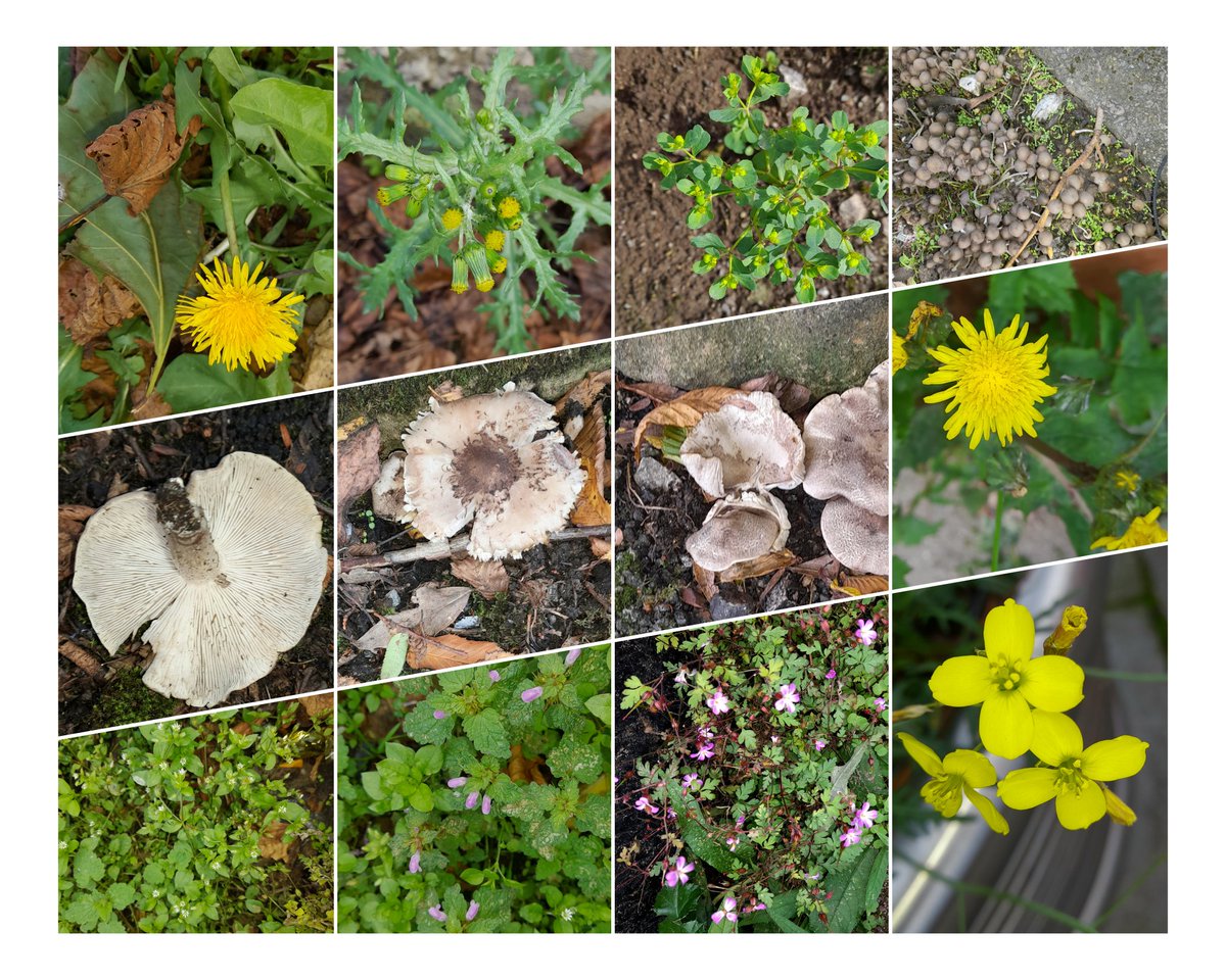 Brian Hodgkin, ML (@brianh4951) on Twitter photo October 3rd walk in Beeston, Nottingham this morning. A little sunshine responded to by a few hardy flowers and fungi. <a href="/DandelionAppre1/">Dandelion Appreciation Society</a> October 3rd walk in Beeston, Nottingham this morning. A little sunshine responded to by a few hardy flowers and fungi. <a href="/DandelionAppre1/">Dandelion Appreciation Society</a>