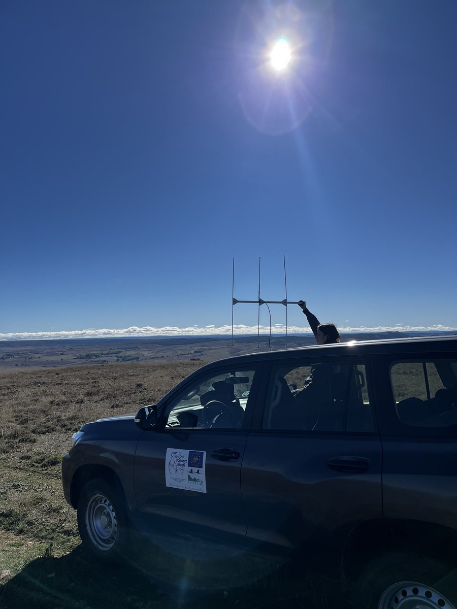 MargaReverter's tweet photo. 📶Radiotracking manual de ricotís marcados con emisores coded en el proyecto @LRicoti + musaraña sorpresa 🐭 https://t.co/tK05iqk7mw