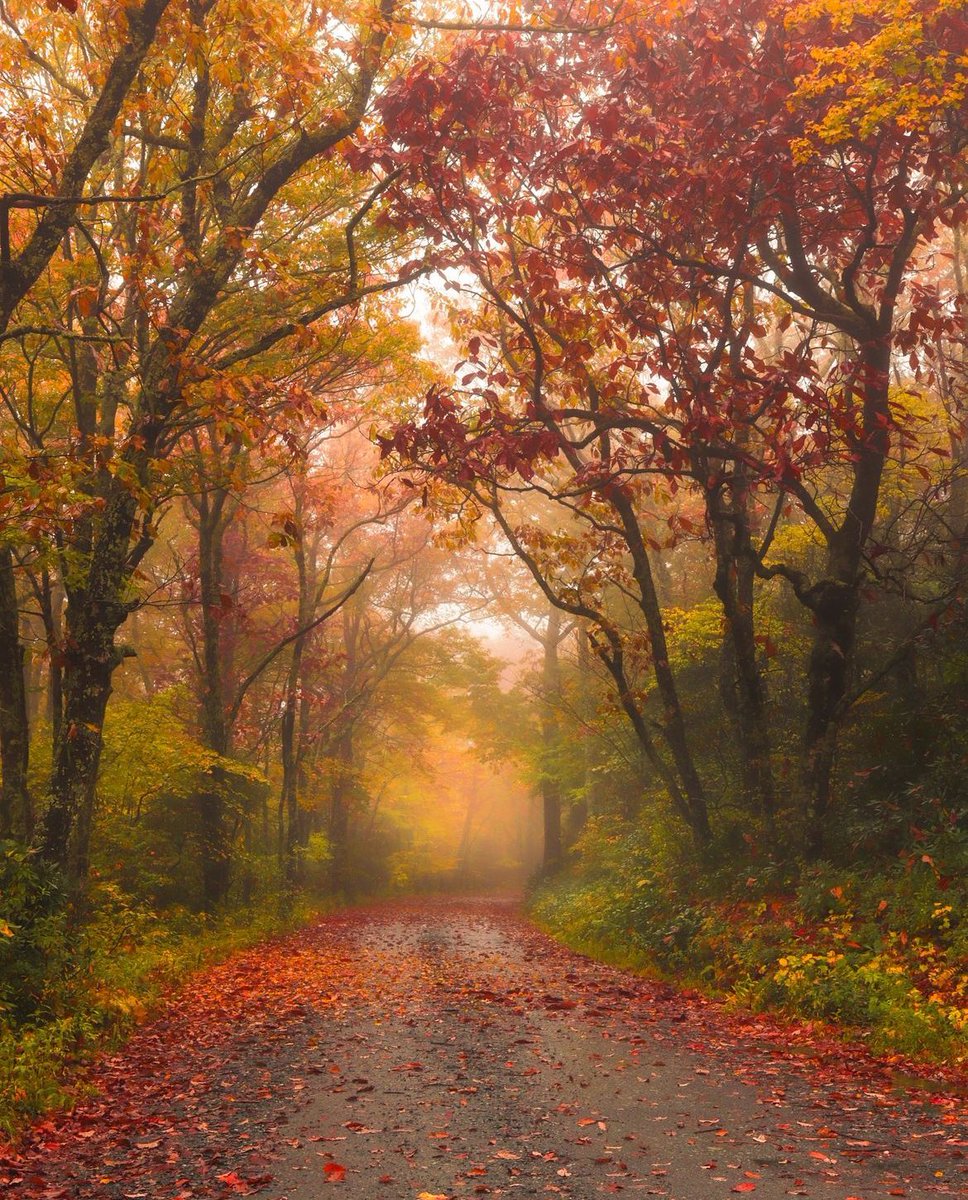 earthcurated tweet picture