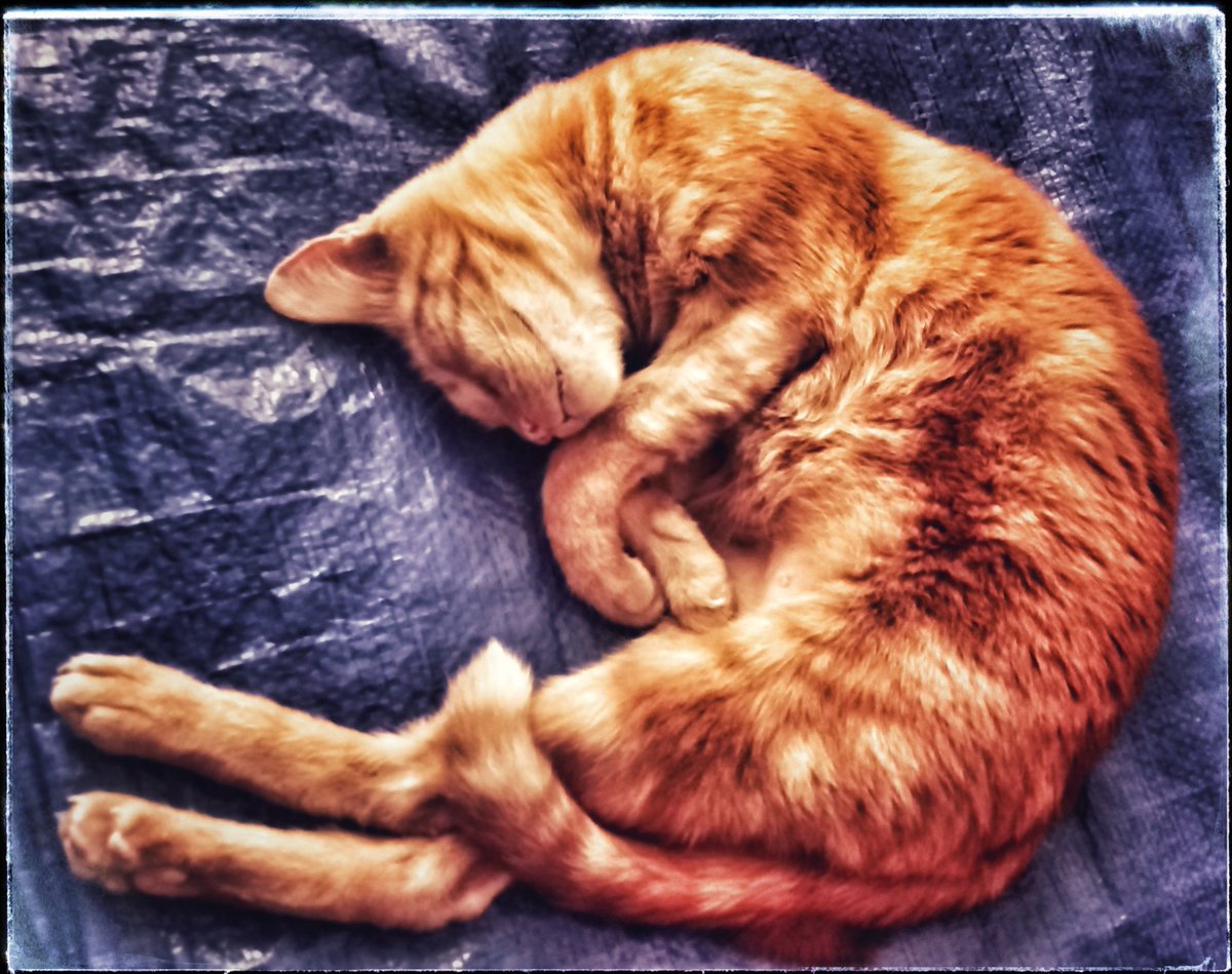 HaiCatt's tweet photo. Pues por ejemplo
"Orange on blue/cat on raffia"
o simplemente #Rupithecat https://t.co/Phfy3LQWGx