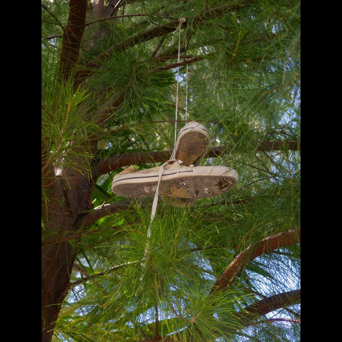 edleethompson's tweet image. Good morning!
.
#CCD #OlympusXZ1 #CCDsensor #olympusphotography #olympus #olympusccd