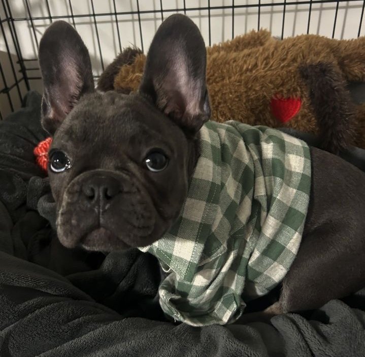 Frenchie bulldog tweet media