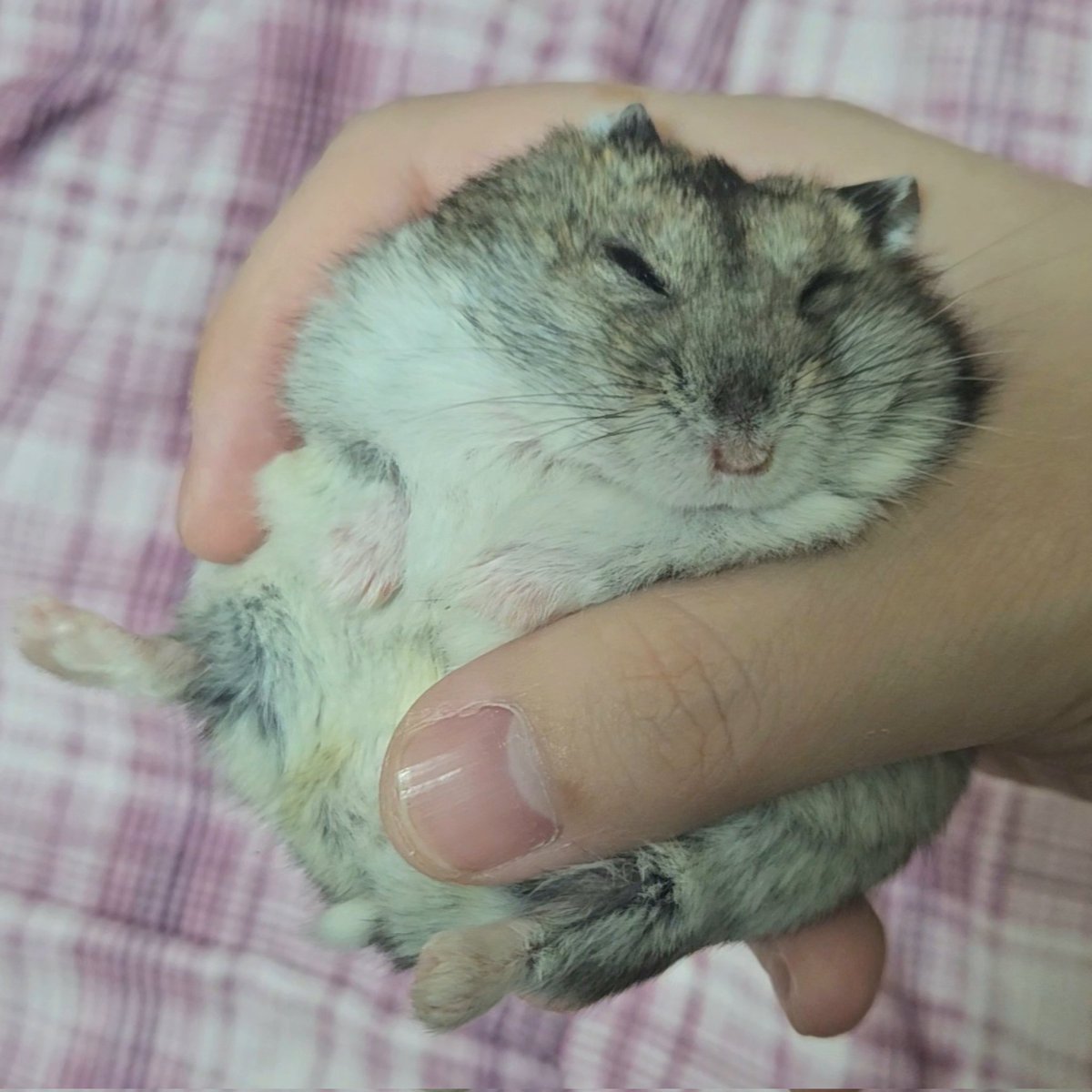 오느르 둥가둥가 메론