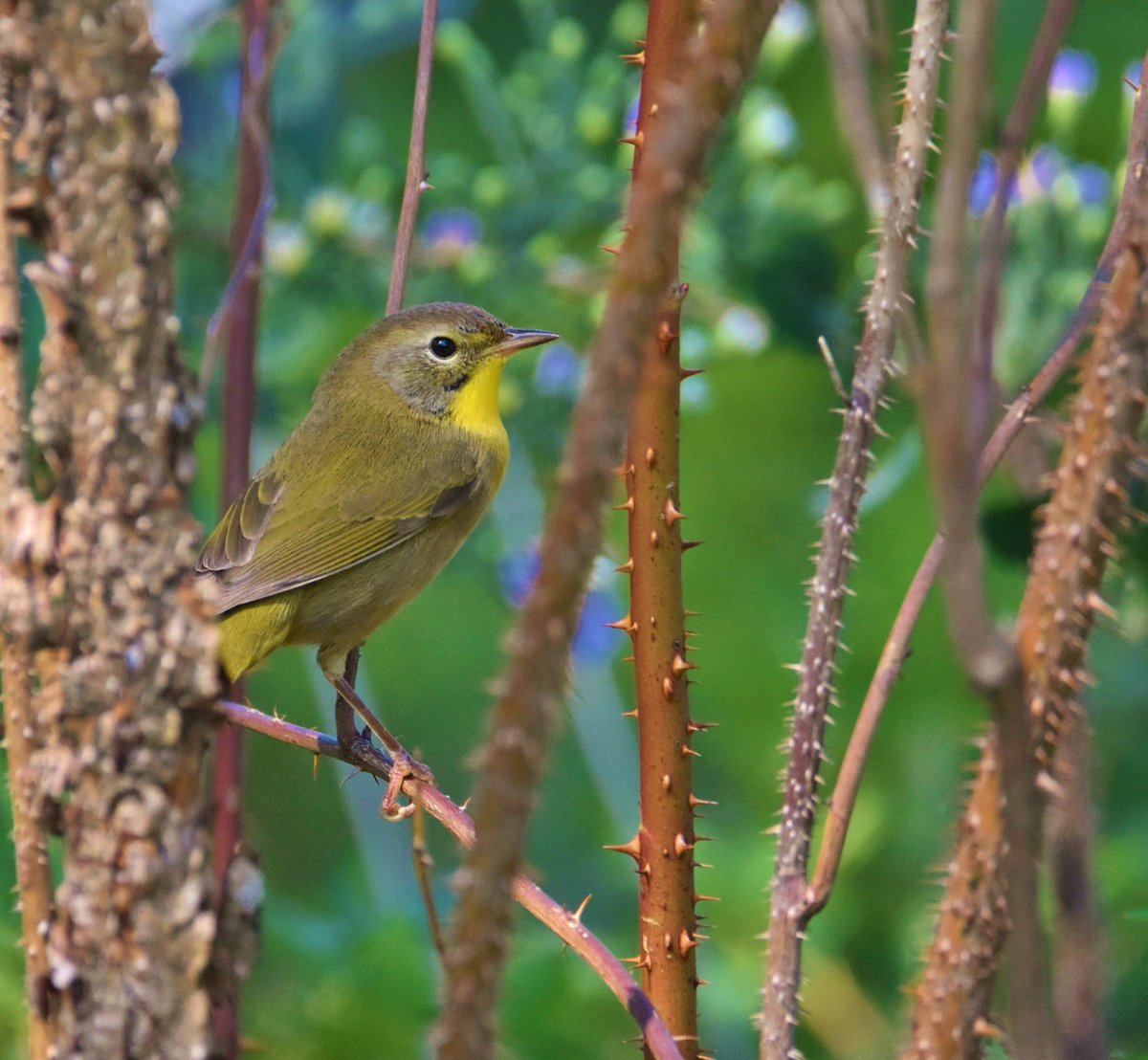 A common yellowthroat doing its thing.😉🐦🌻🍁🍃🍂
Wishing you a beautiful day.☀️