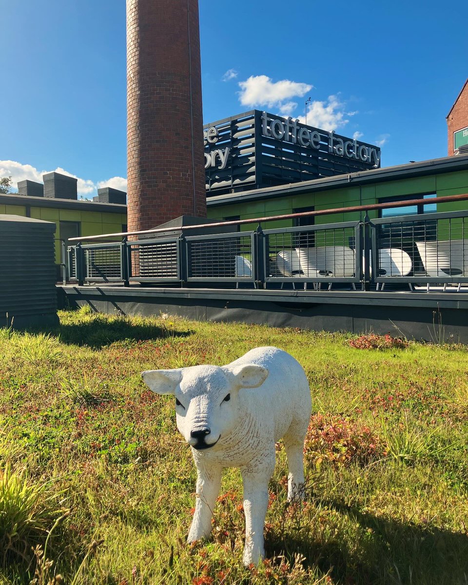 Toffee Factory tweet media