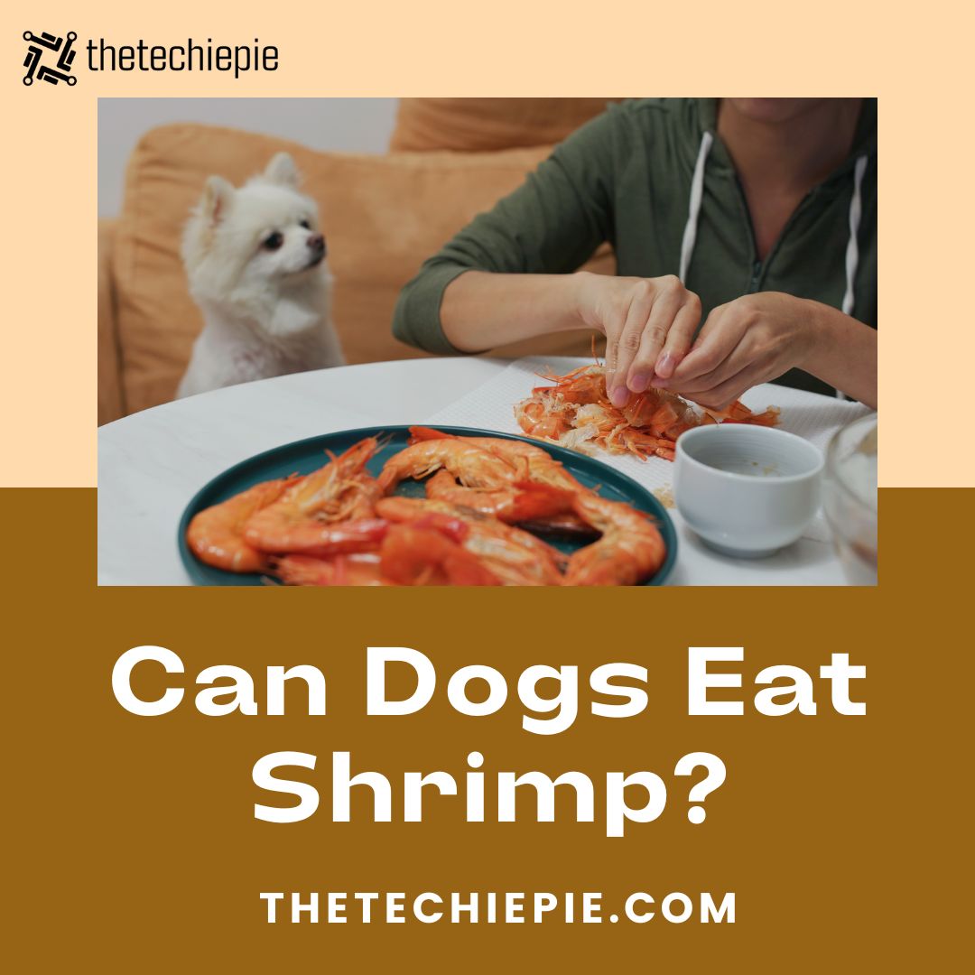 thetechiepie's tweet image. Curious about "Can Dogs Eat Shrimp?" Find out everything you need to know on The TechiePie. Discover if shrimp is safe for your furry friend!

Visit our website 👇

thetechiepie.com/general/can-do…

#cookingfordogs #doghealth #petnutrition #shrimprecipes #dogfoodie #canineallergies