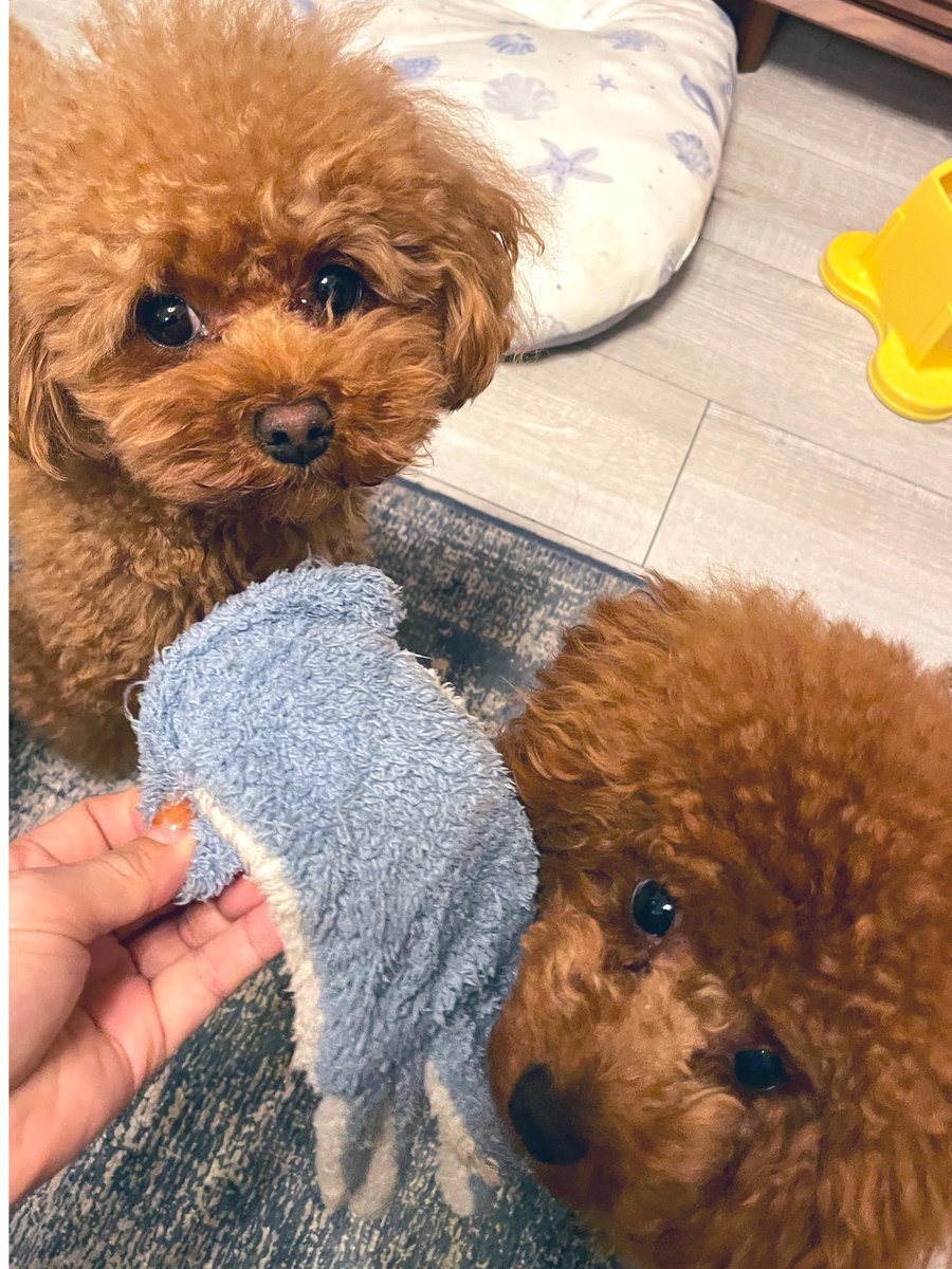 hanawanta's tweet image. He seems better today. He didn&apos;t want to go for a walk yesterday, but today he&apos;s getting the energy back to play with his sister dog as well. I’m so happy😊

#twingish #grammarhelp