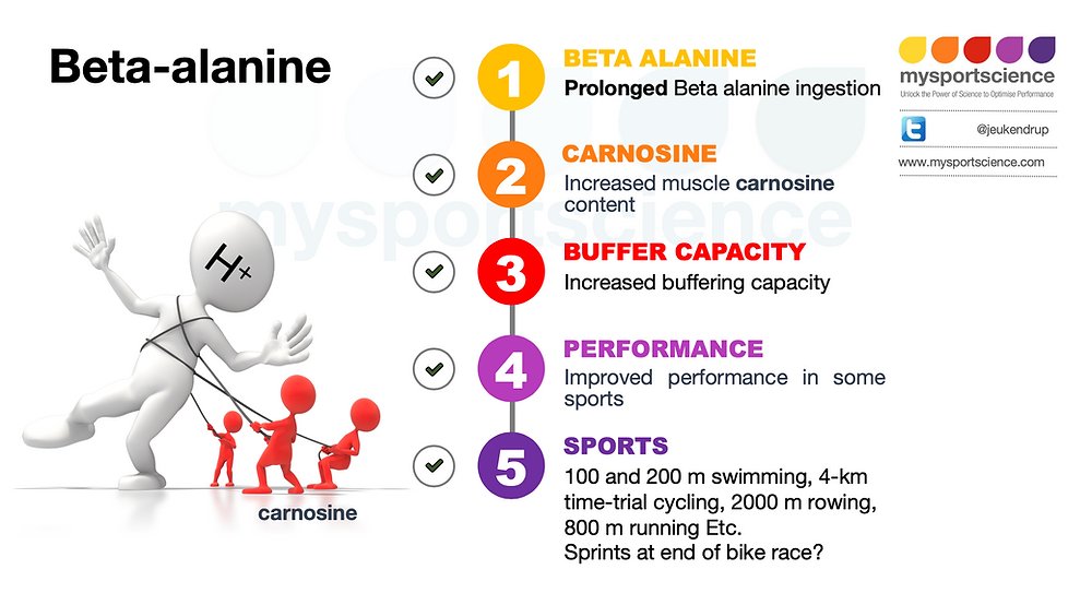 Jeukendrup's tweet photo. Beta alanine supplementation. Beta-alanine has become a “must-have” supplement for many athletes, but does the science support the hype? Read the blog for more: https://t.co/LRnLrEh7qV https://t.co/XaxiNILhf5