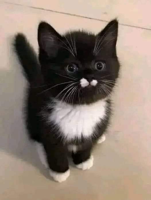 Happy Cat 🐱💟 tweet media
