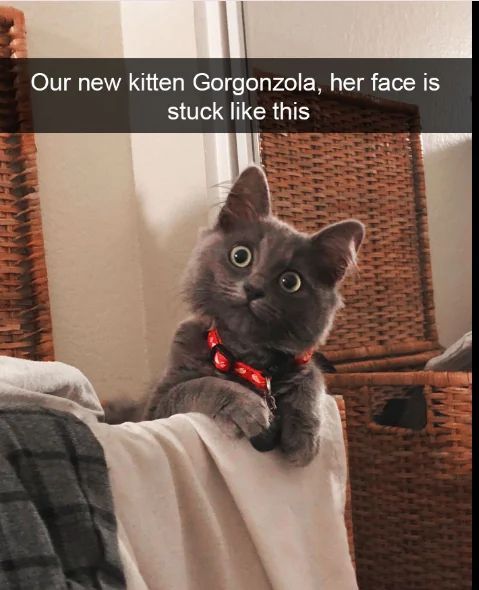 WholesomeMemes (@wholesomememe) on Twitter photo 