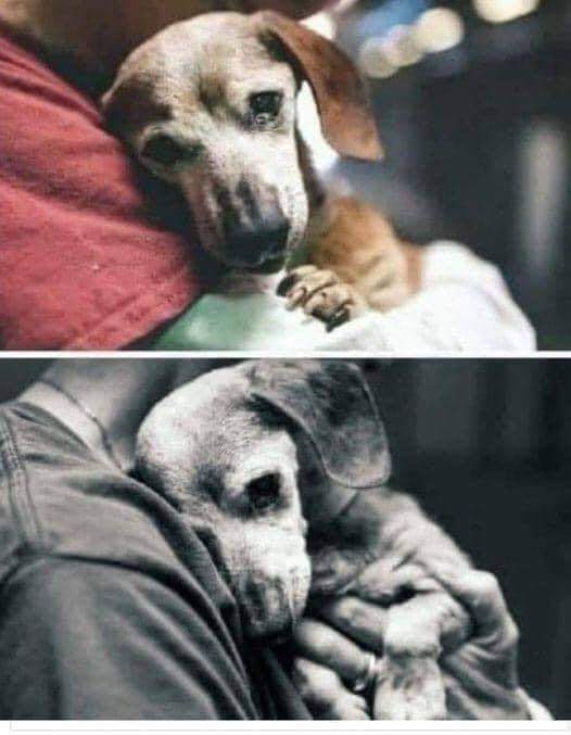 animaux_planete's tweet photo. « Elle avait 18 ans. Son propriétaire qu'elle aimé toute sa vie, l'a emmenée, un livret de vaccination, une laisse, un collier et ses affaires,  au refuge du parc Baldwin.

 Ils ont dit au refuge qu'ils en avaient marre de se battre pour un vieux  chien, ont signé les papiers d'abandon et sont partis, sans même la regarder.

Quand un bénévole du refuge la prise dans ses bras, elle s'est appuyée sur lui en souhaitant probablement que ce ne soit qu'un mauvais rêve.

Le moment a été immortalisé par le photographe John Hwang, qui était à l'abri à l'époque dans le refuge pour faire des photos des loulous en vue de leur adoption.

Malheureusement, les chiens aiment sincèrement, de tout leur cœur, de toute leur âme et sont incapables de comprendre que « l'amour pour toujours » humain a le plus souvent une date d'expiration.. - à l'année, au déménagement, à la maladie, à la vieillesse...

Les chiens méritent définitivement de meilleures personnes ! ” ❤🙏
