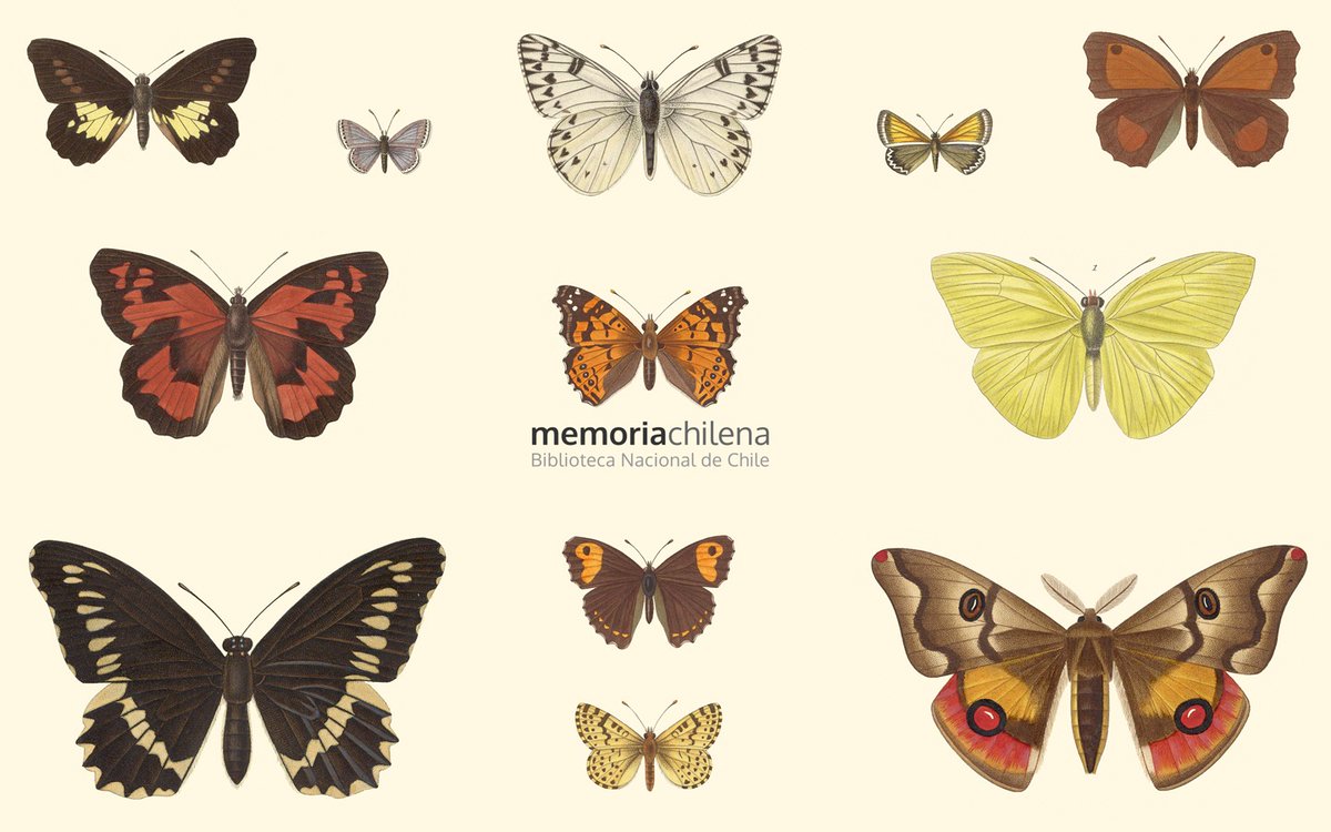 Patrimonio_cl (@patrimonio_cl) on Twitter photo 📅✨ Hoy celebramos el aniversario de <a href="/MemoriaChilena/">Memoria Chilena</a>, un portal que desde 2003 nos permite explorar nuestra historia y cultura con recursos digitales 📖🌐. Durante 21 años, ha democratizado el acceso al patrimonio, acercando la historia de Chile a todos desde un clic 📚💻. 📅✨ Hoy celebramos el aniversario de <a href="/MemoriaChilena/">Memoria Chilena</a>, un portal que desde 2003 nos permite explorar nuestra historia y cultura con recursos digitales 📖🌐. Durante 21 años, ha democratizado el acceso al patrimonio, acercando la historia de Chile a todos desde un clic 📚💻.