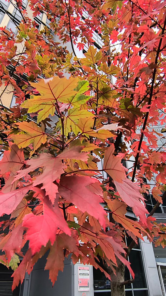 W2Week's tweet image. Autumn in the North East 🍁🍂

Everything looks that extra bit special when the trees are wearing their autumn outfits 😍

#autumn #week2week #fypシ #nature #cosy #winternights #naturelovers