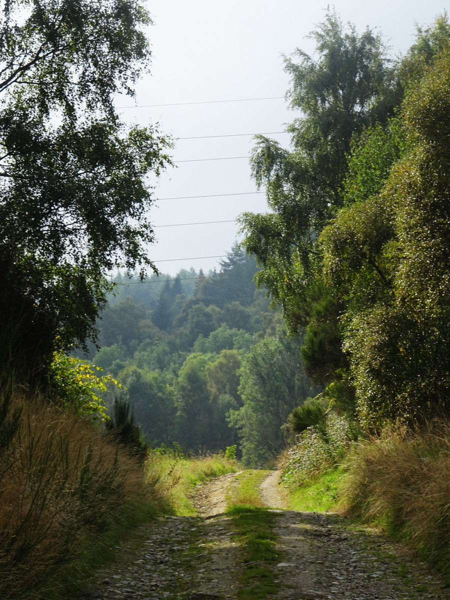 Paddy Adamson tweet media