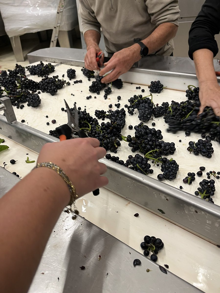 A wonderful team for the sorting out of the Echezeaux Grand Cru 2024