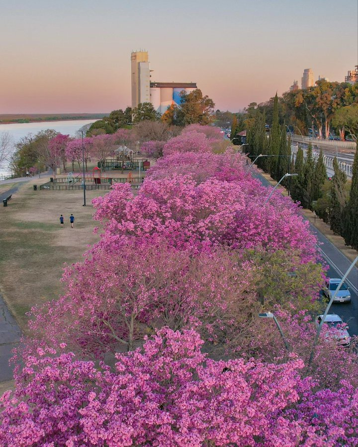 AidaBSanchez's tweet photo. «La primavera besaba
suavemente la arboleda...»

#Rosario #RíoParaná  
#Museo de #ArteContemporáneo (#MACRO)#SilosDavis
#Primavera🍀🌺🌺

📷@Rosariociudadok https://t.co/aP11YeHvSM